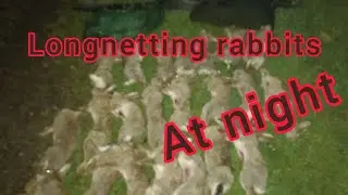 longnetting rabbits at night