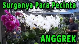 Kebun Anggrek Terbesar + Terluas + Terlengkap Di Gunung Sindur Bogor