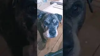 |собакен|