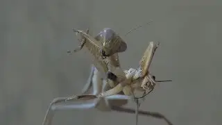 Praying mantis eats cricket