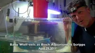 Update: Baby Wolf-eels at Birch Aquarium