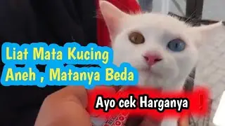 Harga Kucing persia ❗Ada Odd eye murah