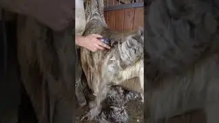 Shearing A Llama With 3 Colored Spots 👀😊 #shorts #youtubeshorts #llama #shearing #satisfying
