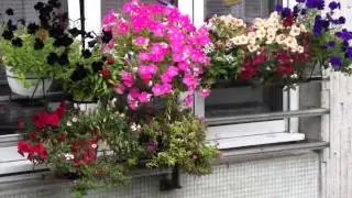 8 BALCONS FLEURIS 2014   St Lambert