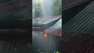 Rain on Roof 🌧️ | Purely Satisfying Sound #ainature #wildlife #nature #rain #rainsound  #sleep #calm