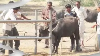 animal welfare and preventive health awareness camp
