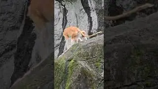 紅猴Patas Monkey/Taipei Zoo