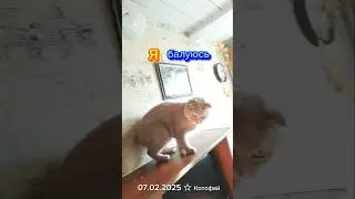 📽 Я балуюсь ☝️ 07.02.2025 #симба #cat #умныйкот