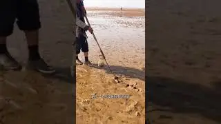 Catching Seafood Video Compilation | Amazing Fishing (Catch Fishes, Crabs, Lobsters) #Shorts #415