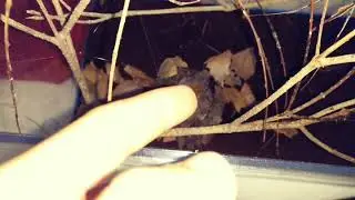 La Incre&iacute;ble Fuerza de la Seda de Deinopis sp.