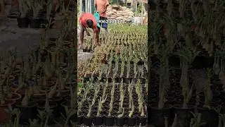 🔴Big size adenium plant online sale in wholesale price🤩750+ colours collection🎈booking now👌 #adenium