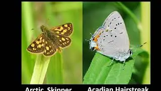 25 Years of Butterfly Counts - James Kamstra - NDN