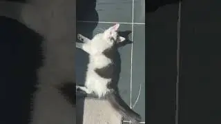 Honest review 🤣🤣🤣🤣 #cat #funnycats #meow #kitten #adoreble #uk #cutecat #fyp #viral