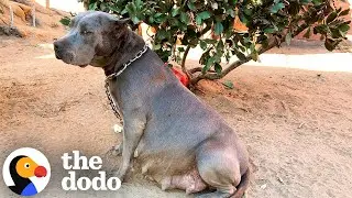 Pregnant Pittie Rescued From Chain Has 13 Puppies  | The Dodo
