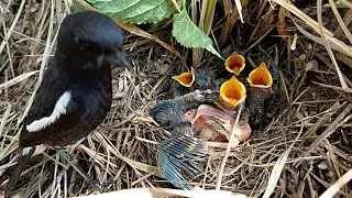 Very beautiful baby of Familiar chat bird @AnimalsandBirds107