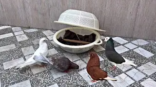 Very easy bird trap with kitchen basket | Build easy traps for catching pigeons with kitchen basket