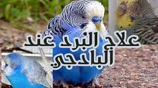 علاج البرد والتنفسي عند البادجي وطيور الزينة