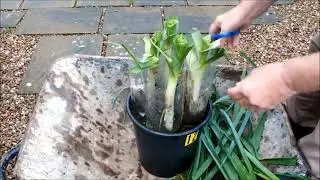 Grow leeks.  That's 4 leeks in a small bucket at home.