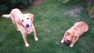 Dogs