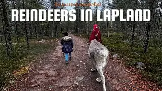 Santa Claus reindeer in Rovaniemi | Finland