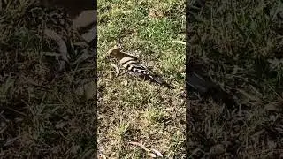 A HOOPOE IN SEVILLE