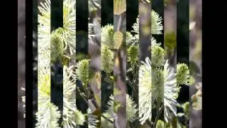 ФОТЕРГИЛЛА  (FOTHERGILLA)  сем. Гамамелисовые