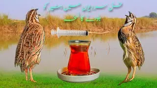 Full sardi mein Batair ko bulwana Quail Nuskha 2022