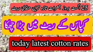 cotton rate today || cotton rate today Punjab || 25 August,Thursday #cotton #cottoncrop