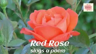 Red Rose Poem: Best red rose nursery rhyme song video for kids #redrose #rose #perkypoems
