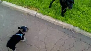 perrito valiente