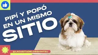 Como LOGRAR que tu Perro HAGA PIPÍ y POPÓ en un MISMO SITIO by Alex Santillana