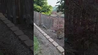 Surprise Backyard Visitor