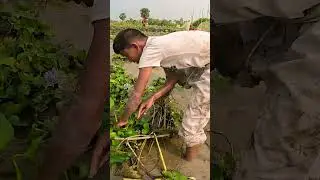 Big Fishing Video By Hand Fish #bigfish #handfish #villagelife #fish