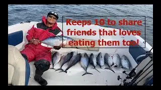 False Albacore fishing Rhode island