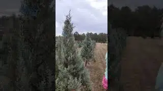 Tip to keep Christmas Tree alive longer! Easy Trick!