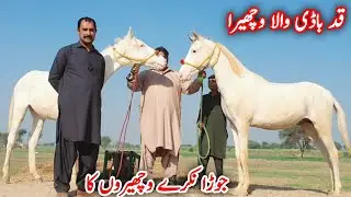 2 Nukre Wachare | Nukra Horse | Horse For Sale In Pakistan | Horse In Punjab