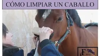 C&oacute;mo limpiar un caballo | Fapri TV