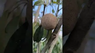Chikoo fruits in my garden #sapota #farming