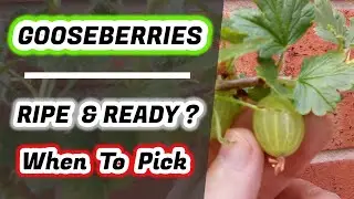 When Are Gooseberries Ready To Pick ?