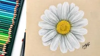 HOW TO DRAW A DAISY | drawing flowers with coloured pencils
