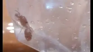 I catch fire ant queen  mean she come to my bottle 