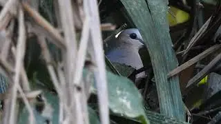 Gray-fronted Dove (Leptotila rufaxilla)