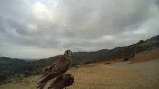 Common Kestrel Training
