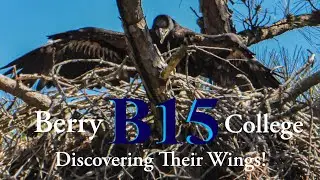 Baby Bald Eagle Discovering Their Wings At Berry College