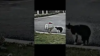 dubbing kucing lucu ~ ribut || tole tot