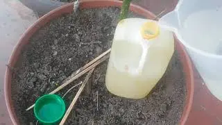FERTIPLUS || COMO USAR FERTILIZANTE FOLIAR