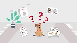 How to Find a Pet-friendly Rental Property? | buildtorent.io