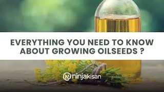 💰Everything You Need to Know About Growing Oilseeds❗ #trending #oilseeds #cropfarmer #seeds #growth