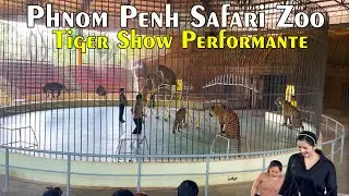 EP6 Phnom Penh Safari Cambodia Amazing Tiger Show 2024 Big Tiger Cats Show 2024
