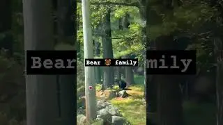 Bear family #bear #shorts #shortvideo  bear with kids